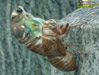 Tibicen Lyricen Molting on a Head Stone.