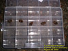 Five cicada nymphs in compartment tray.