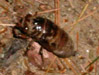5th Instar Nymph Cicada Newly Emerged.
