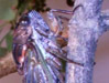 A Male Tibicen canicularis Cicada feeding.