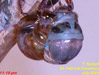 Tibicen lyricen Cicada Split Grows Wider.
