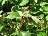 Post-teneral periodical cicadas
