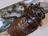 Ovipositing cicada