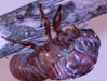 Molting T. canicularis cicada.