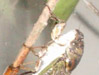 Ovipositing female T. canicularis
