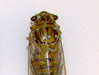 Eastern Cicada Species