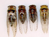 Tibicen Cicadas series1
