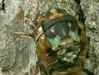 Deformed Cicadas