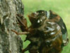 T. lyricen cicada.