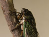 T. canicularis Male cicada