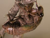 Tibicen lyricen cicada nymph