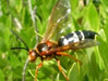 Male Sphecius speciosus Cicada Killer Wasp.