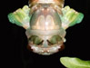 Molting T.  lyricen cicada.