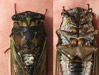 Stung by cicada killer specimen 1
