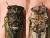 Stung by cicada killer specimen 4