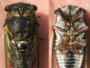 Stung by cicada killer specimen 5