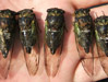 All 5 Male Tibicen lryicen cicadas.