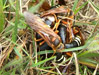 Mating Cicada Killers.