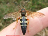 Cicada Killer Male small spurs.