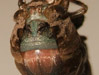 Cicada exuvia splits wider