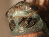 Cicada teneral’s head closeup.
