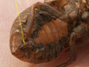 Tibicen canicularis nymph shell