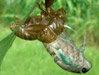 How to Catch Cicadas