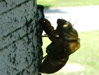 Exuvia on a berch tree.