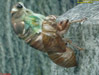 A cicada molting on a headstone.