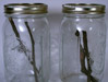 Wide Mouthed Mason Jars