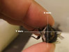 Cicada is pinned straight X Axis