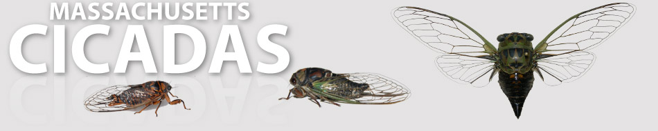 Welcome To Massachusetts Cicadas