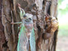 Molting T. canicularis female.