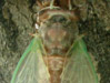 T. canicularis male.