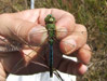 Green Darner