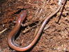 Eastern Red-backed Salamander