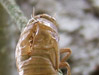 large cicada shell.