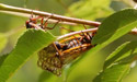 Telephoto mating cicadas