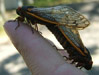 Mating Cicadas