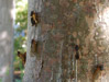 Cicadas on trees.