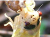 White eyed cicada