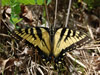 Papilio glaucas