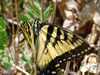 Papilio glaucas