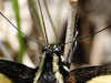 Papilio glaucas closeup