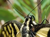 Papilio glaucas closeup