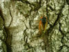 Periodical cicada on tree