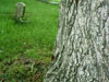 Periodical cicada on tree