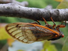 M. septendecim female ovipositing