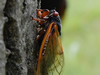 Brood I periodical cicada