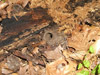 Periodical Cicada Mud Turrets